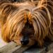 Quiet Companions: Discovering the Best Small Hypoallergenic Dogs for a Peaceful Home