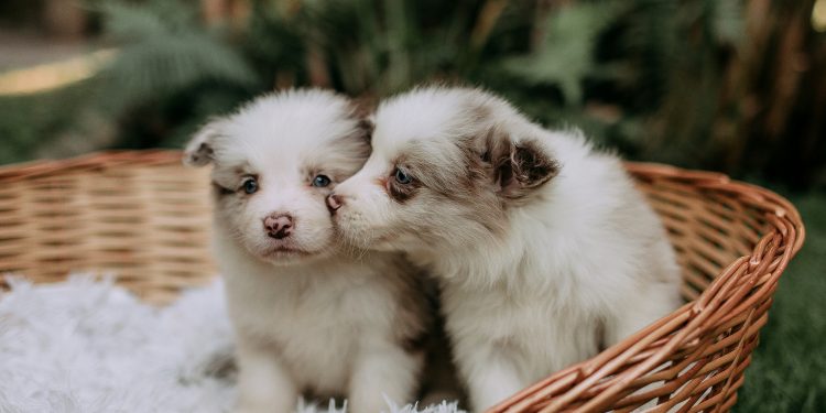 What You Need Before Getting a Puppy: The Complete New Owner Checklist