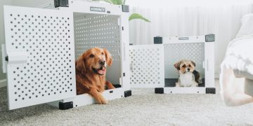 How to Crate Train a Puppy in 7 Days